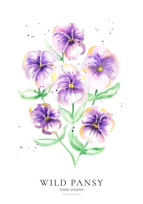 Wild Pansy - Stine Rødseth